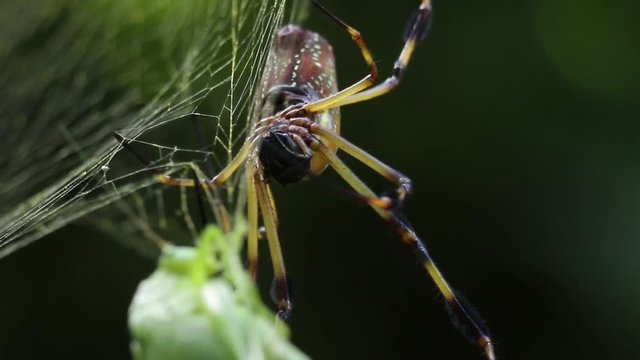 Meticulous care is the secret of great meal in spider world
