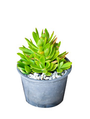 Cactus in pot isolated on white background