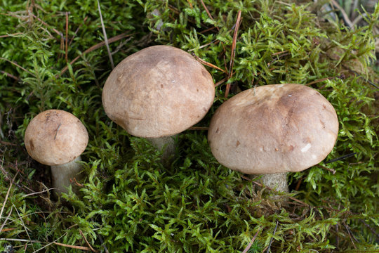 грибы Подберёзовики