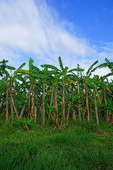 A banana plantation farm in Far North Queensland, Australia