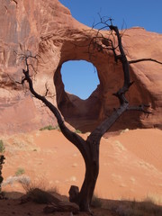 Monument Valley tree - 170846030