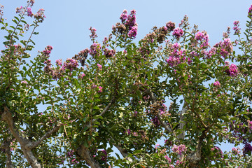 pink tree blooming in front of blue sky