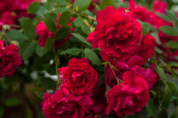 Obraz premium Bright red roses with buds on a background of a green bush after rain. Beautiful red roses in the summer garden. Background with many red summer flowers.