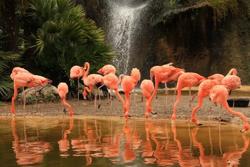 Flamingos in waterfall