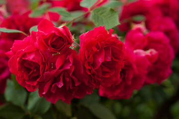 Bright red roses with buds on a background of a green bush after rain. Beautiful red roses in the summer garden. Background with many red summer flowers.