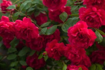 Bright red roses with buds on a background of a green bush after rain. Beautiful red roses in the summer garden. Background with many red summer flowers.