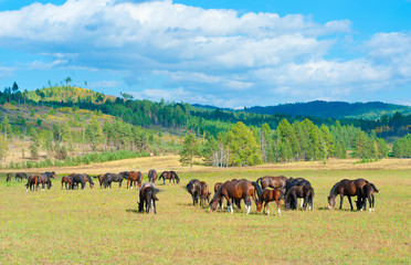 grazing horses at summer grassland