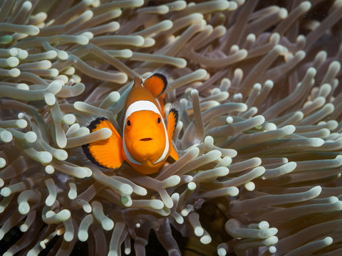 Clown anemonefish at underwater, Philippines