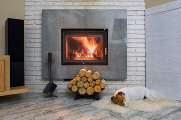 Jack russel terrier
