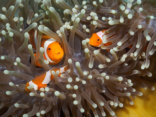 Naklejka na ściany i meble Clown anemonefish at underwater, Philippines