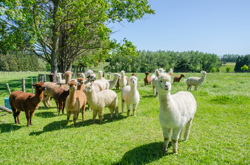Alpacas in a farm of New Zealand. © gracethang