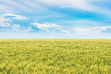 the field of young green wheat with selective focuse on some spikes, a landscape with the blue sky with some clouds