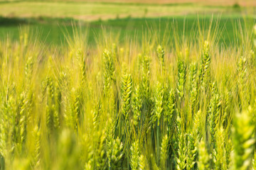 the field of young green wheat with selective focuse on some wheat spikes closeup, a beautiful colorful landscape with the blue cloudy sky at sunset