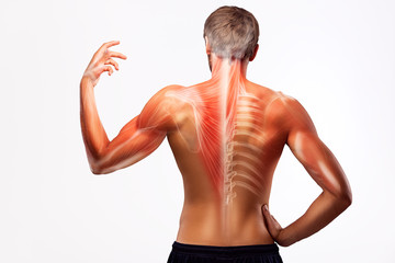 Man's back bones illustration. - obrazy, fototapety, plakaty