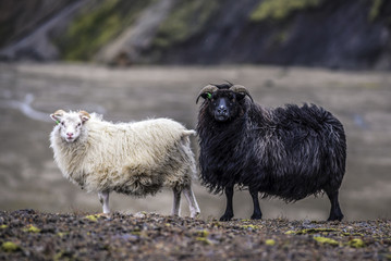 Sheep grazing in the mountains of Iceland.