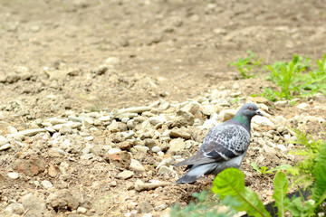One pigeon walks through the ground