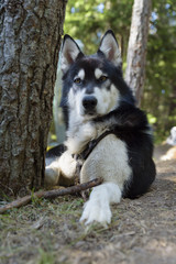 Alaskan Malamute Needles Camping Pine Trees