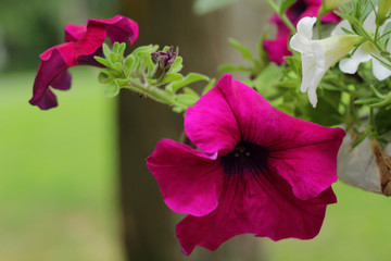 Obraz premium Pink and White Petunias in garden