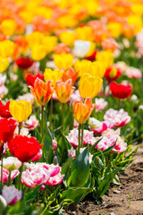 Fototapeta premium close up beautiful colorful tulips blooming in outdoor garden