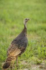 EASTERN WILD TURKEY STANDING ON EDGE OF FIELD