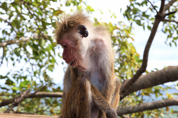 A Monkey in Sigiriya