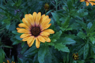 gerbera yellow