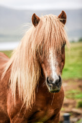 Obraz premium Head of a red horse grazing on a meadow in Iceland.