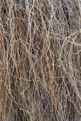Texture of dried ivy