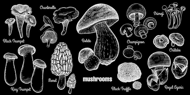 Mushrooms set illustration.