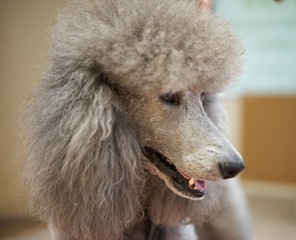 Standard Poodle Close Up