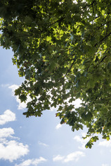 Fototapeta premium Tree branches with sky