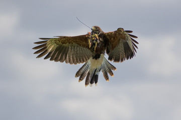Amazing wildlife. Harris hawk bird of prey feeding on the wing at falconry display