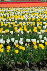 close up beautiful colorful tulips blooming in outdoor garden
