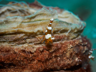 Squat shrimp at underwater