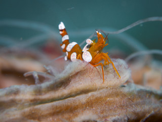 Squat shrimp at underwater