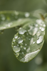 Surface Tension. Water drops cling to a leaf.