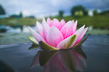 fleur de lotus dans l& 39 étang