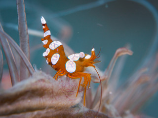 Squat shrimp at underwater