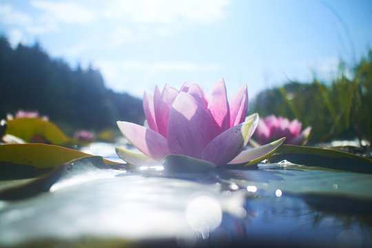 Fototapeta lotus flower in pond