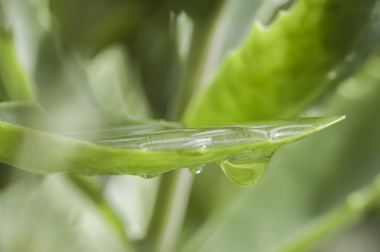Surface Tension. Rain fills the cupped shape of a leaf while a water drop clings to the underside.