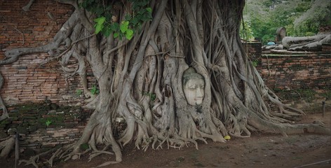 Ayutthaya Buddha head in tree