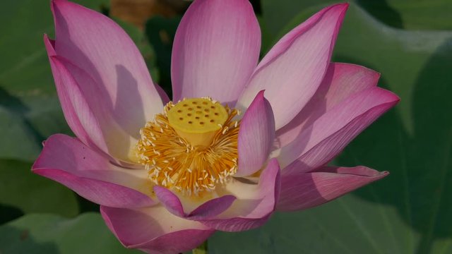 Beautiful flowers background. Beauty blossom pink lotus flower, yellow pistil with green leaf background in a country in early morning