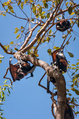 A group of bats hanging in a gum tree at Katherine Gorge, Northern Territory, Australia.