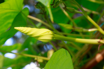 Ipomoea alba