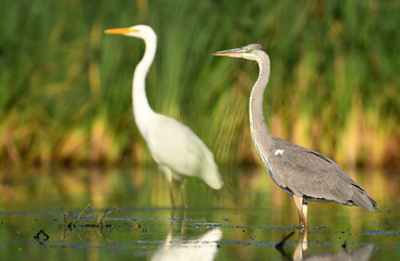 Grey heron (Ardea cinerea) and and Great white egret (Egretta alba)