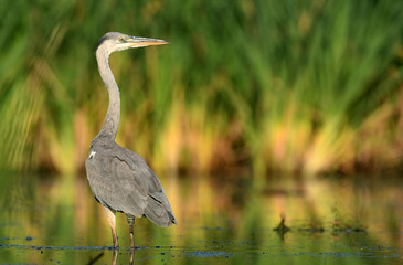 Grey heron (Ardea cinerea)