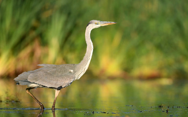 Grey heron (Ardea cinerea)