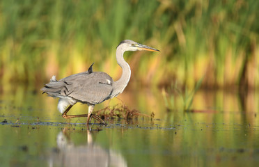 Grey heron (Ardea cinerea)