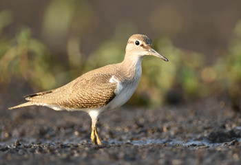 Wood sandpiper (Tringa glareola)