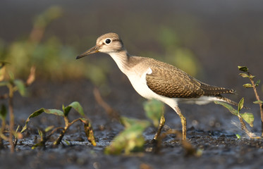 Wood sandpiper (Tringa glareola)